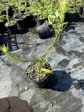 Лиственница кемпфера Якобсенс Пирамид