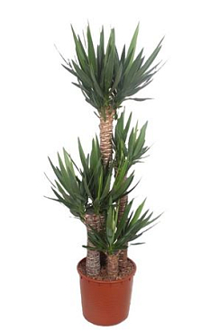Yucca Elephantipes 120-90-60-30 Xl