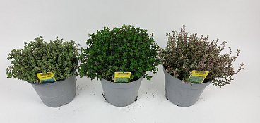 Тимьян Микс