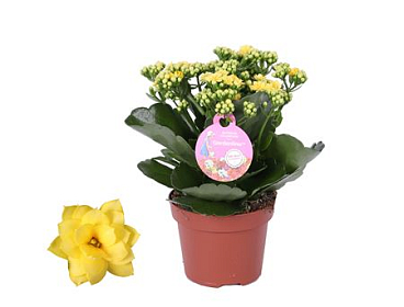 Kal Yellow Gardenlina