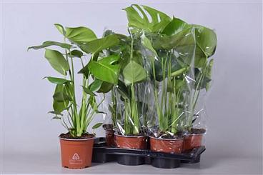 Monstera17cm