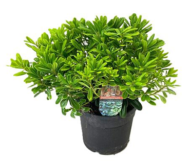Pittosporum Tobira Nanum