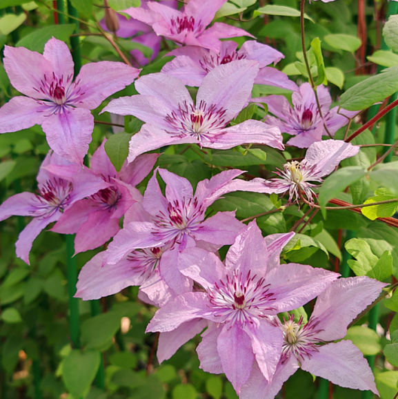 Клематис гибридный хэгли гибрид