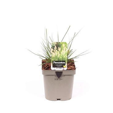 Pennisetum Al Little Bunny