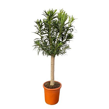Nerium Oleander White On Stem Xl