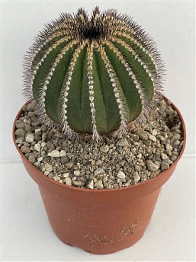 Uebelmannia Pectinifera