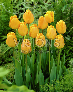 Тюльпан дарвинов гибрид Оранж Лион