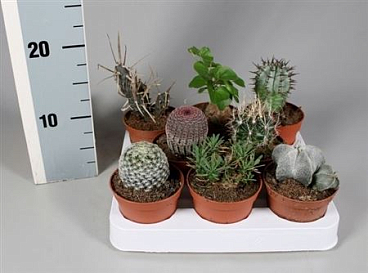 Cactus Mix Aparte