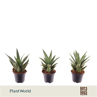 Sansevieria Sem (decorum)