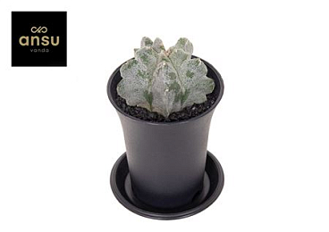 Astrophytum Myriostigma Kikko Onzuka