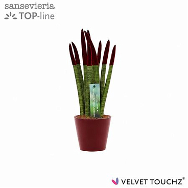 Sansevieria Velvet Bordeaux
