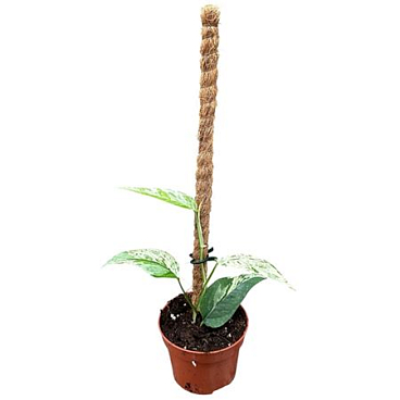 Epipremnum Cebu Blue Variegata