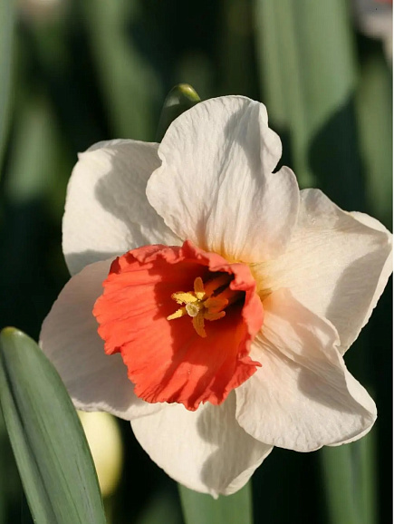 Нарцисс крупнокорончатый Брук Эйджер