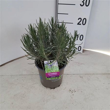 Lavandula An Munstead