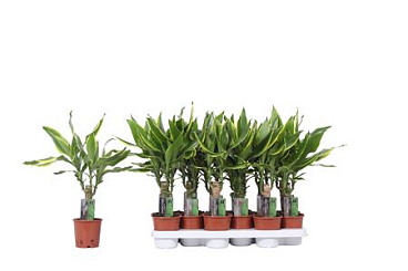 Drac Golden Coast 15cm Stem