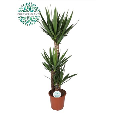 Yucca 90-45-20 3+