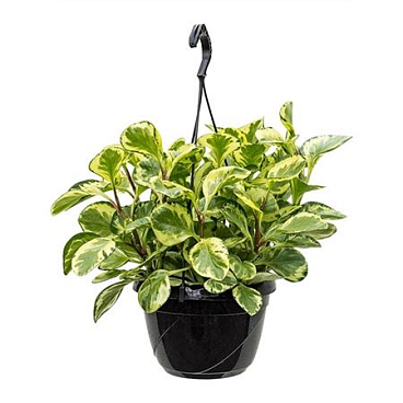 Peperomia Obtusifolia Golden Gate Hangpot