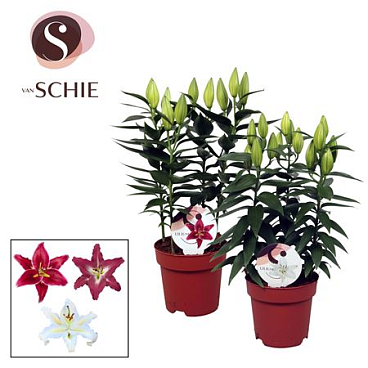 Lilium Or Mix 3pp