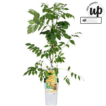 Campsis Summer Jazz Gold Trumpet