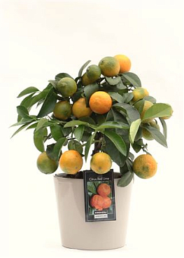 Citrus Red Lime In Roma Ceramic Grey