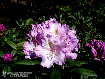 Рододендрон якушиманский Каролин Эллбрук