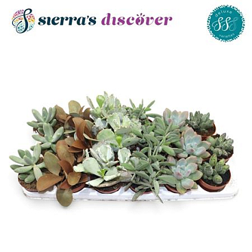 Sierra's® - Sevilla Succulents Mix (luxe)