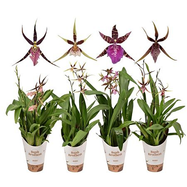 Brassia 2st Mix