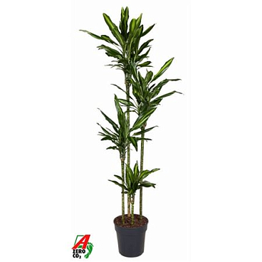 Drac Cintho 120-90-60-30