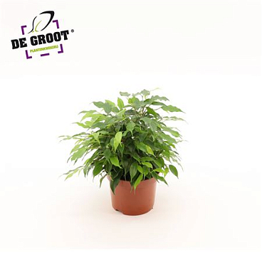 Ficus Be Green Kinky