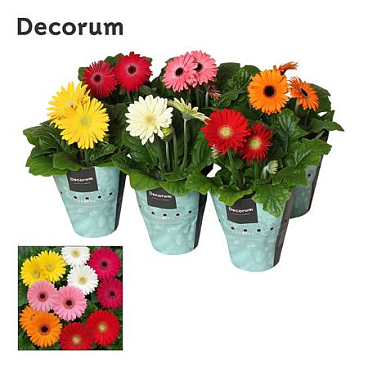 Gerbera Mix 3+ Potcover (decorum)