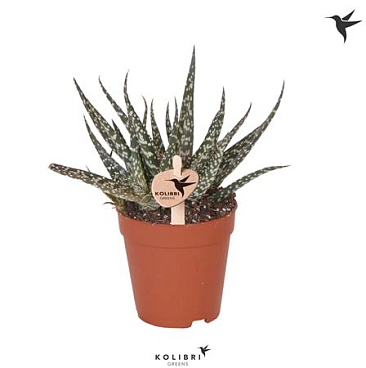 Greens Succulenten Aloe Mingo