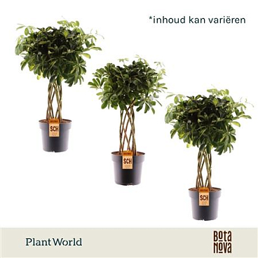 Schefflera Tube Mix