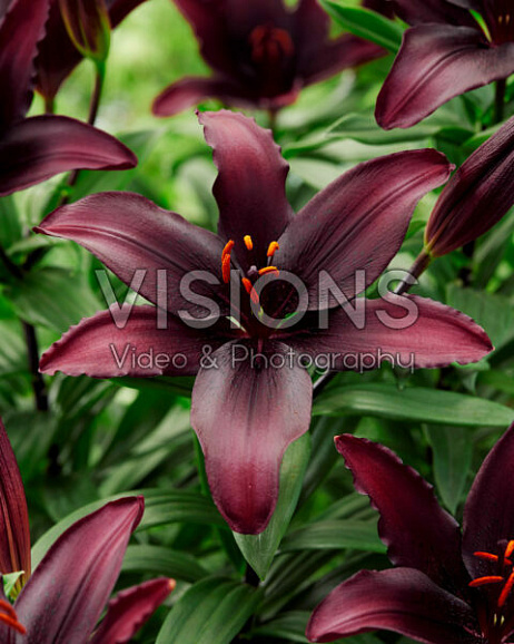 Лилия азиатская Блэклист