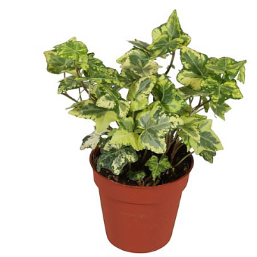 Hedera Helix Golden Kolibri