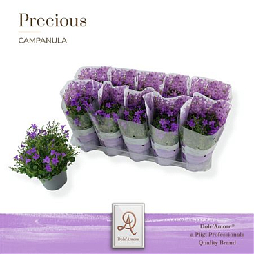 Campanula In Sleeve (dolc'amore)