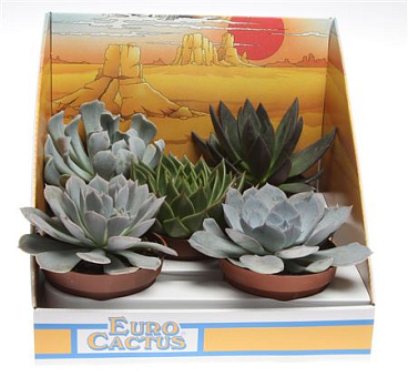 Succulent Mix In Showdoos