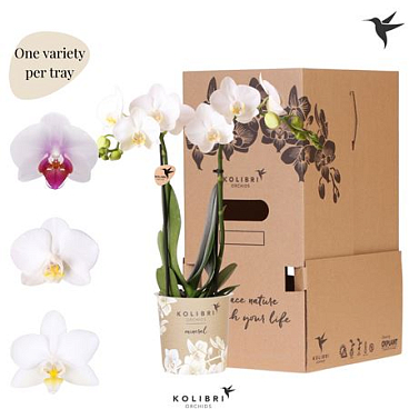 Phal 2st White No Sleeve (ok)