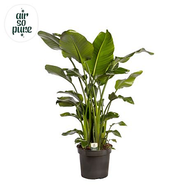 Strelitzia Nicolai (air So Pure)