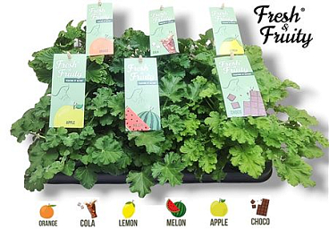 Pelargonium Frag Mix (fresh&fruity)