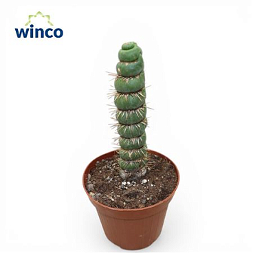 Eulychnia Castanea Spiralis