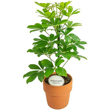 Schefflera Nora In Terracotta