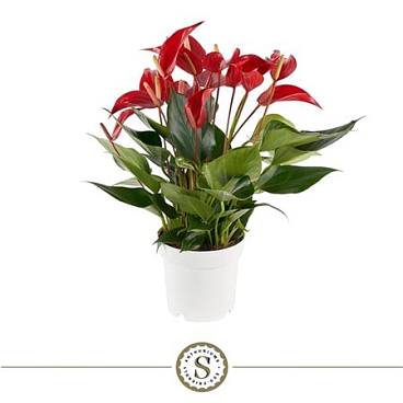 Anth An Mille Fleurs Roja 8+ (stolk)