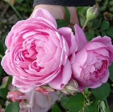 Роза чайно-гибридная Аленушка