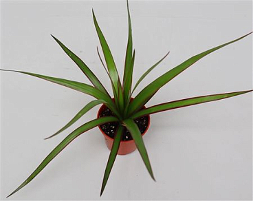 Drac Marginata Head