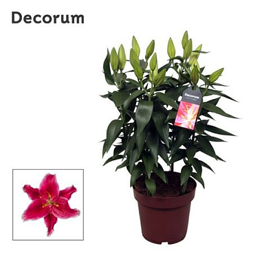 Lilium Or Starlight Express 5pp (decorum)