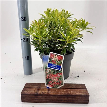 Pieris Flaming Silver