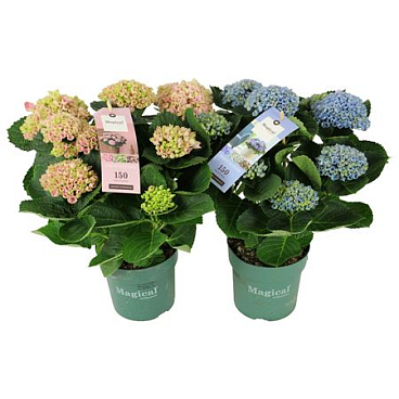 Hydrangea Ma Magical Revolution Mix 5+