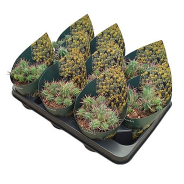 Euphorbia Inconstantia Potcover