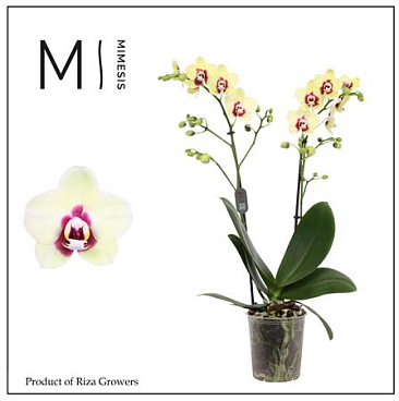 Phal 2st Deep Secret 22+ Mimesis