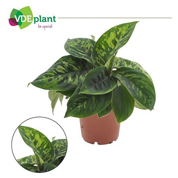 Homalomena Camouflage